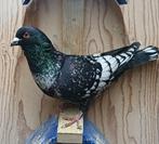 Kleurpostduiven, Dieren en Toebehoren, Vogels | Duiven, Meerdere dieren, Postduif