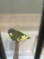 Prachtig mooie bonte blackface pop te koop, Vrouwelijk, Parkiet, Geringd