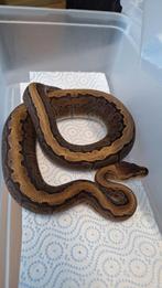 GHI pinstripe 100%het desert ghost, Slang, 0 tot 2 jaar