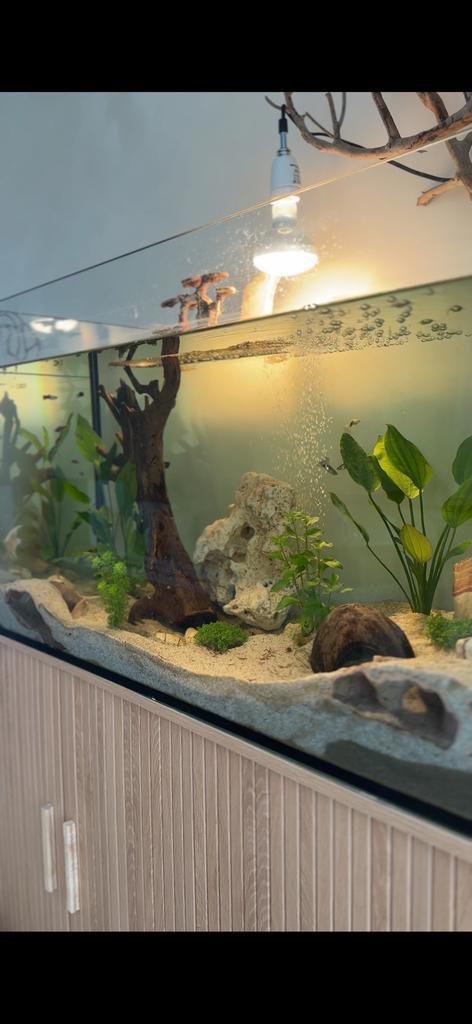 Compleet aquarium met schildpadjes, vissen & toebehoren, Dieren en Toebehoren, Vissen | Aquaria en Toebehoren, Zo goed als nieuw