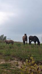 Stalhulp/stalmedewerker aangeboden, Dieren en Toebehoren, Stalling en Weidegang