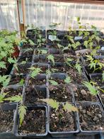 Japanse esdoorn zaailingen planten. Acer bonsai starter, Ophalen of Verzenden, Vaste plant, Overige soorten, Halfschaduw
