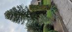 Apenboom ca 10 meter, Tuin en Terras, Planten | Bomen, Ophalen of Verzenden, Volle zon, Overige soorten