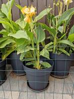 Te koop een mooie Richard Wallace Canna, Ophalen, Zomer, Overige soorten, Volle zon