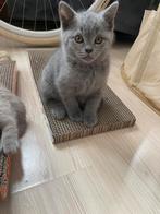 Adorable Purebred British Shorthair Kittens, Dieren en Toebehoren, Katten en Kittens | Raskatten | Korthaar, Kater, Met stamboom