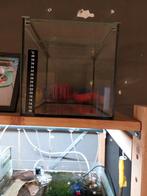 Tekoop kleine kweek bakjes, Dieren en Toebehoren, Ophalen, Gebruikt