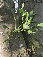 Maretakbessen Viscum album vogellijm mistletoe 40 gr. 2025/7, Tuin en Terras, Ophalen of Verzenden, Gehele jaar, Volle zon, Zaad