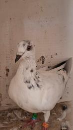 Postduiven, Dieren en Toebehoren, Vogels | Duiven, Meerdere dieren, Postduif