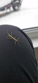 Wandelende takken, Wandelende tak