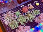 Goniopora Koralen | Zeeaquarium Koraal, Overige typen, Zoutwatervis