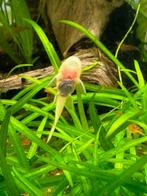 Ancitrius L144, Dieren en Toebehoren, Vissen | Aquariumvissen, Vis, Zoetwatervis