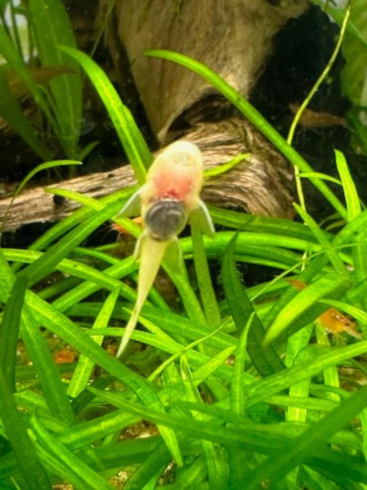 Ancitrius L144, Dieren en Toebehoren, Vissen | Aquariumvissen, Zoetwatervis, Vis