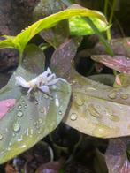 Orchidee bidsprinkhanen - Hymenopus coronatus, Dieren en Toebehoren, Insecten en Spinnen, Overige soorten