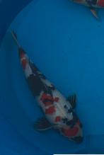 Showa, Dieren en Toebehoren, Vissen | Vijvervissen, Karper of Koi