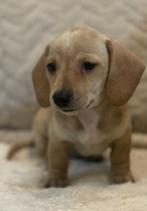 Mooi klein pibald teckel teefje, Dieren en Toebehoren, Honden | Teckels en Dashonden, Kaninchen, CDV (hondenziekte), 8 tot 15 weken