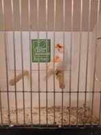 Kanarie man wit roodmozaiek, Mannelijk, Kleurkanarie