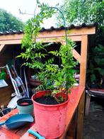 Jasmijn, Tuin en Terras, Planten | Tuinplanten, Ophalen, Zomer, Overige soorten, Volle zon