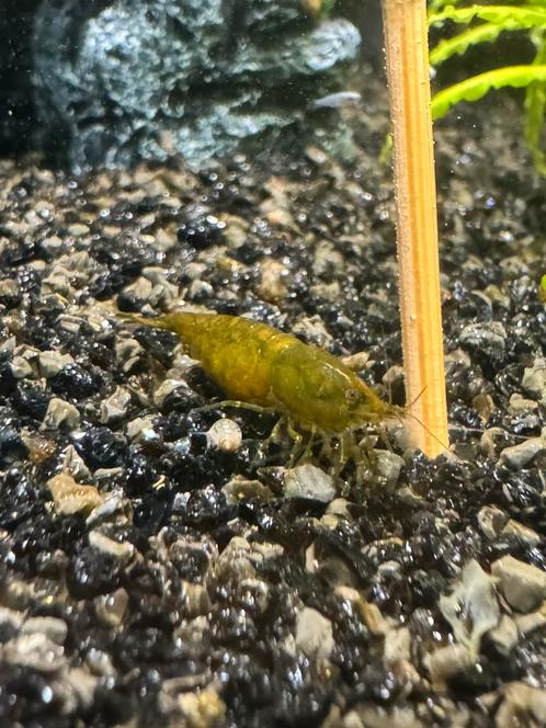 green jade garnaaltjes, Dieren en Toebehoren, Vissen | Aquariumvissen, Zoetwatervis, Kreeft, Krab of Garnaal, Schoolvis
