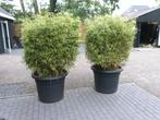 2 GROTE BAMBOE PLANTEN IN GROTE POT 180 HOOG !!!, Tuin en Terras, Planten | Bomen, Overige soorten, 100 tot 250 cm, Zomer, Ophalen