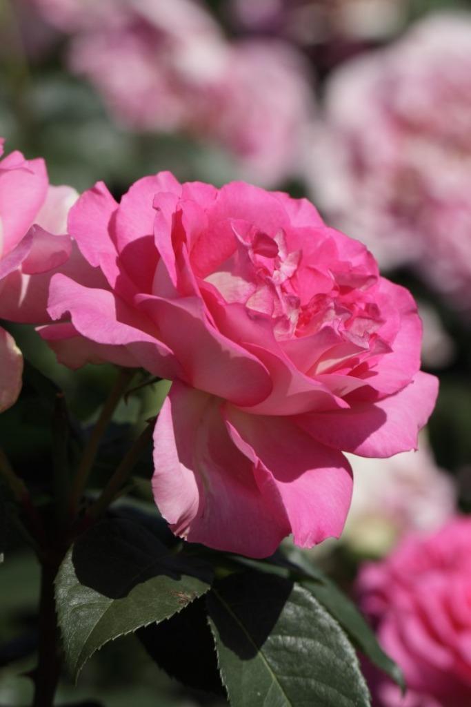 Rosa Borneo Odore THEE Geurend, snijroos, potroos, geurroos, Tuin en Terras, Planten | Tuinplanten, Vaste plant, Overige soorten