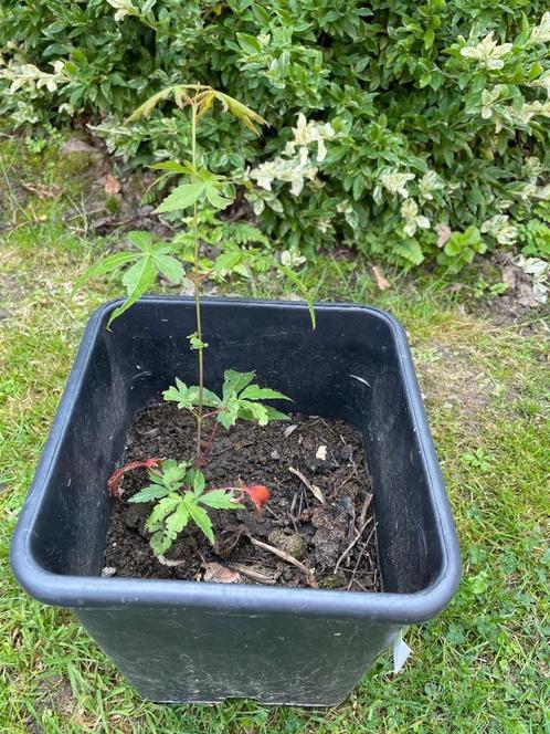 Te koop: jong boompje Japanse Esdoorn, Tuin en Terras, Planten | Bomen, Overige soorten, Minder dan 100 cm, Halfschaduw, Bloeit niet