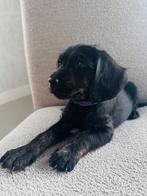 Labrador gekruist met Cockapoo Pups, Dieren en Toebehoren, Honden | Retrievers, Spaniëls en Waterhonden, Overige rassen, 8 tot 15 weken