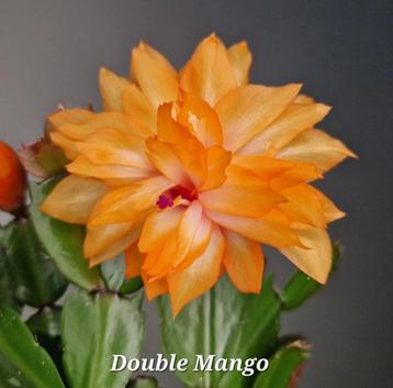 Schlumbergera Double Mango nr 2 beschikbaar voor biedingen