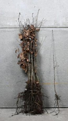 Plantgoed Eik: Zomereik (Quercus robur) Quercus Rubra Moseik, Tuin en Terras, Planten | Bomen, Overige soorten, Volle zon, Lente