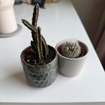 2x small cactus succulent & pot, Ophalen, Minder dan 100 cm, In pot, Cactus