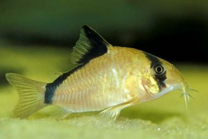 Het hele weekend geopend vele soorten corydora op voorraad, Dieren en Toebehoren, Vissen | Aquariumvissen, Zoetwatervis, Vis, Schoolvis