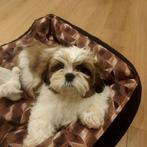 Shih Tzu pups, Dieren en Toebehoren, CDV (hondenziekte), Meerdere, 8 tot 15 weken, Meerdere dieren