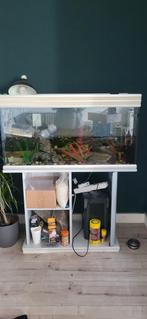 Groot aquarium (100cm) met kast incl guppen, excl toebehoren, Ophalen, Zo goed als nieuw, Leeg aquarium