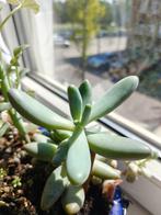 Pachysedum 'Ganzhou' | 1x top cutting, Vetplant, Ophalen of Verzenden, In pot, Minder dan 100 cm