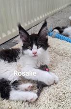 prachtige Main Coon Kittens met Stamboom, Meerdere dieren, Gechipt, 0 tot 2 jaar