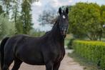 Prachtige zwarte 3 jarige merrie (Fontaine TN X Jersey), Dieren en Toebehoren, Paarden, Merrie, Met stamboom, 3 tot 6 jaar, 160 tot 165 cm