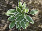 Grote Hosta groen met witte rand, Halfschaduw, Zomer, Overige soorten, Ophalen