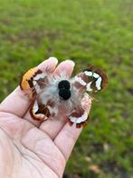 Interactief Kattenspeeltje -Echte Veren Refill (nieuw), Dieren en Toebehoren, Ophalen of Verzenden, Nieuw