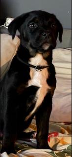 Zeer lieve sociale rottweiler x pitbull pup, Ophalen of Verzenden, Hond