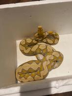 Purple passion retic net python, Dieren en Toebehoren, Reptielen en Amfibieën, Slang