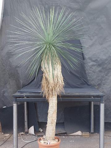 Yucca linearifolia ssp. Galeana 26, 190 cm, stam 125 cm beschikbaar voor biedingen