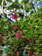 winterharde botanische mini fuchsia Lotte Hobby, Vaste plant, Halfschaduw, Zomer, Ophalen