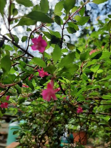 winterharde botanische mini fuchsia Lotte Hobby beschikbaar voor biedingen