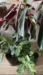 Verschillende kamerplanten, Huis en Inrichting, Kamerplanten, Overige soorten, Minder dan 100 cm, Halfschaduw, Ophalen