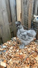 USA zijdehoen haan. Gratis afhalen., Dieren en Toebehoren, Pluimvee, Mannelijk, Kip