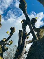 Hovenier / Tuinman voor uw tuin, Tuin en Terras, Planten | Bomen, Bloeit niet, Overige soorten, Minder dan 100 cm, Ophalen
