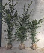 Carpinus Betulus haagbeuken, Tuin en Terras, Ophalen of Verzenden, Beukenhaag, 100 tot 250 cm