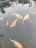 4 koi te koop. Sanke 2x, Doitsu Ochiba, Shusui