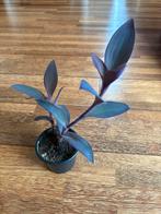 Mooie paarse Tradescantia Pallida plant, Huis en Inrichting, Ophalen of Verzenden, Overige soorten, Minder dan 100 cm