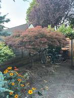 Japanse Esdoorn Acer palmatum, Bloeit niet, Halfschaduw, Overige soorten, 100 tot 250 cm