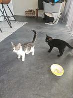 2 hele lieve poesjes, Poes